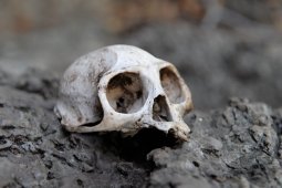 У человечества есть одна замечательна черта — расселяться по поверхности планеты неравномерно, скапливаясь миллионными толпами в отдельных населенных пунктах, при этом полностью игнорируя огромные жизненные пространства вокруг. В результате, даже в самых густонаселенных регионах без труда можно найти совершенно безлюдные пространства. Есть они и в затоптанном туристами Таиланде.