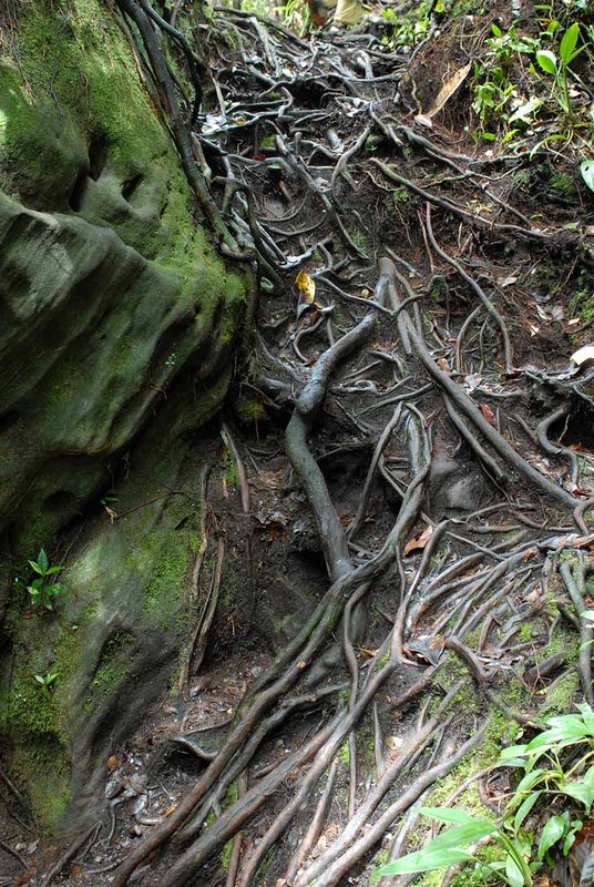Иногда сплетения корней под ногами выполняют и полезную функцию. Вот тут вполне получилась лестница. Кстати все камни в лесу мокрые и склизко-скользкие.
