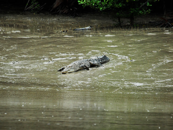 А вот крокодилы наоборот, фотографироваться категорически не хотят. При нашем приближении быстро удирают в воду. Места для купания тут веселые.
