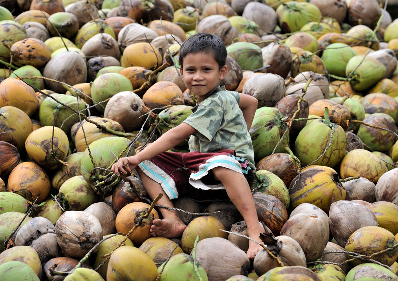 В свободное от новогодних праздников время аборигены собирают кокосы и делают из них какую-то неведомую хрень.
