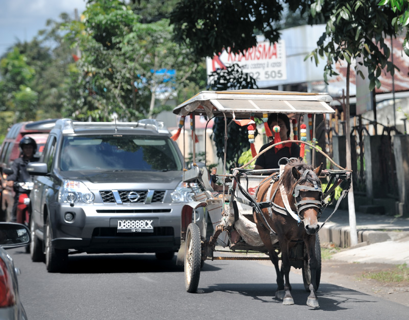 Флегматичный гужевой транспорт не стремится уступать дорогу, собирая автомобильные заторы на узких улочках небольших городков Северного Сулавеси.
