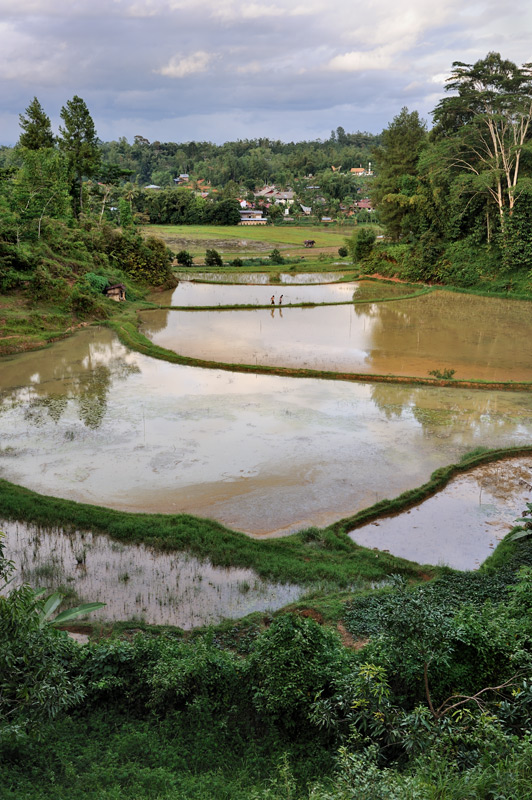 Остров большой, населения относительно мало, но каждый свободный клочок земли занят рисовым полем.

