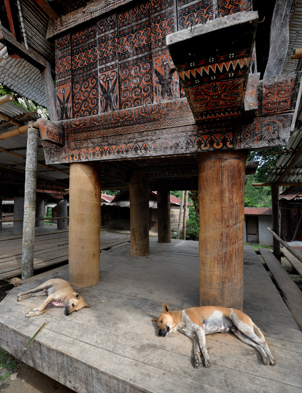 В отличие от севера Сулавеси, собаки тут не составляют основу мясного рациона. В пищу чаще идут более привычные нам чушки и прочие курицы. Быков выращивают для ритуальных жертвоприношений.

