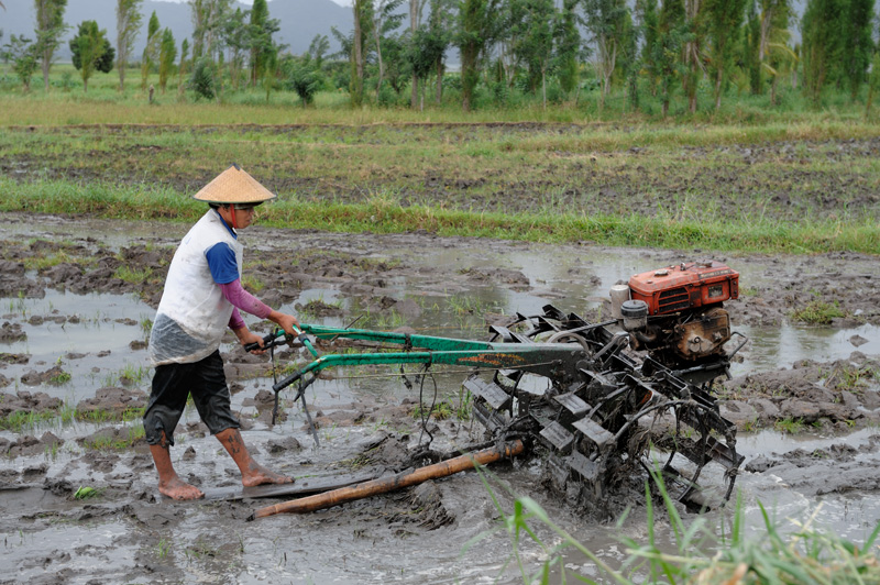 При том, что в целом островитян сложно обвинить в отсутствии механизации. В грязи рисовых полей копошатся мотоплуги.
