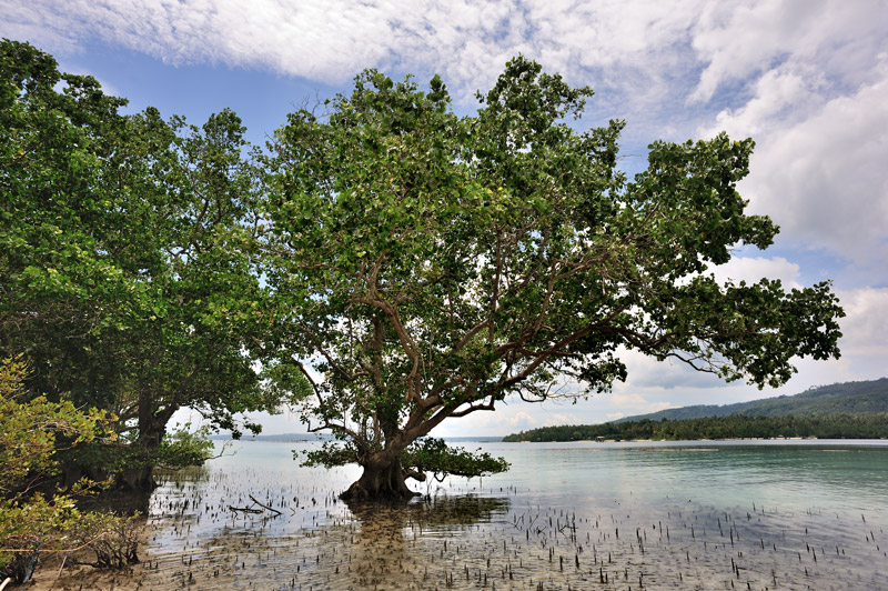Скучающие в морской воде мангры — хорошее пристанище для потных каякеров.
