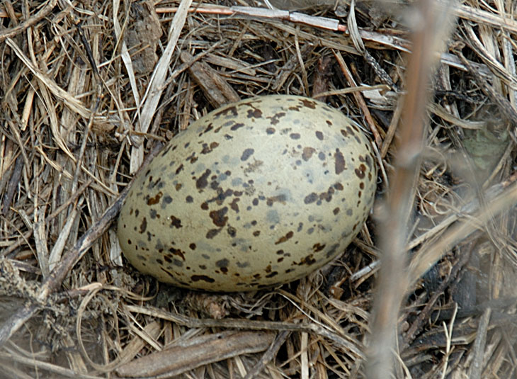 На острове местами набросаны яйца. Фаберже сдохнет от зависти.
            
