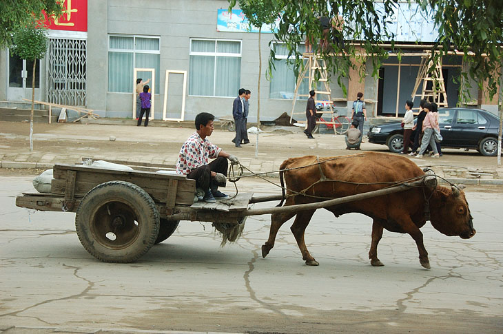 Зато можно долго изучать различные говяжьи транспортные средства. Животные перемещаются без лишней суеты и создают достаточно приятное впечатление на городских улицах.
            