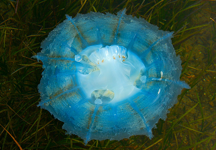 
              Вот такая медуза нетрадиционно ориентированной окраски. Какой только погани не плавает в наших водах.
            