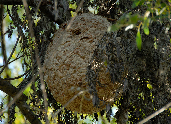 Огромное гнездо огромных шершней. Гордо висело на ветке дерева над суетящимися водниками. Презрительным образом никого не кусали.
            