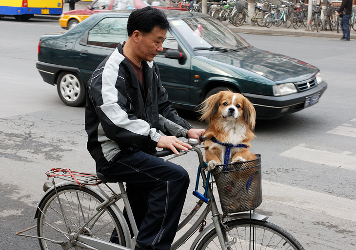 Больших собак в Китае держать запрещено. Поэтому любители данных животных выгуливают вот таких мелких мохнатых существ.
            