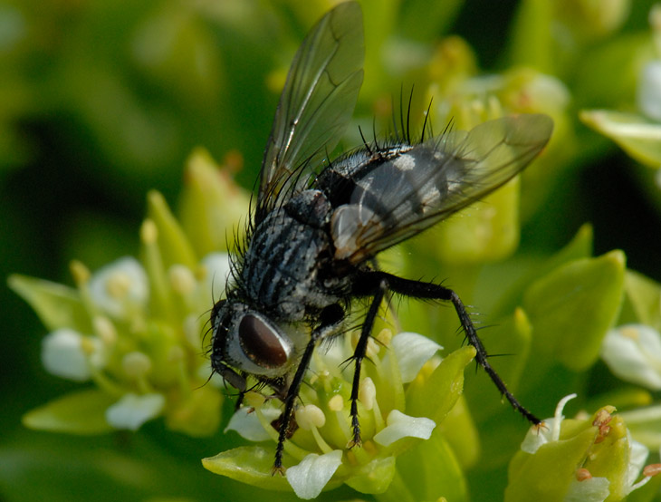
              Очередная небритая муха, остервенело грызущая микроскопические цветы. Мои пробелы в энтомологии и ботанике совершенно безмерны, не знаю
              не только, что это за фигня тут цветет, но и фамилию сидящей на ней мухи.
            