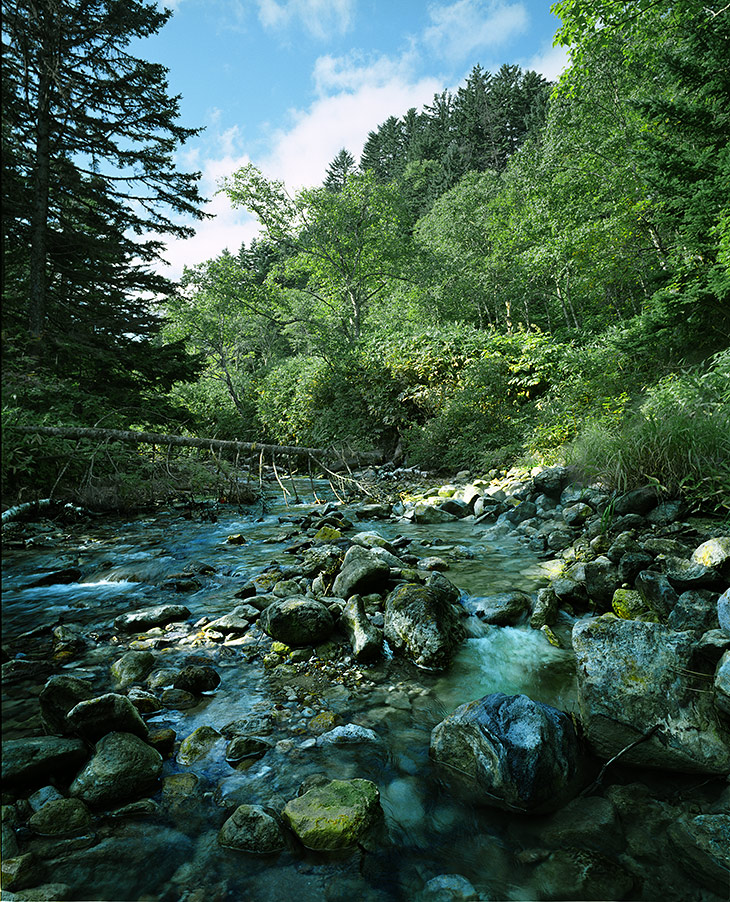 Только отсутствие водных насекомых и красочные камни напоминают, что вода в реке кислая и непригодна для жизни.
            