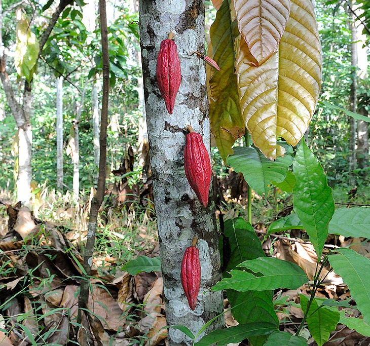 А это не злобные красные перцы-паразиты напали на несчастную березку. Это вполне здоровое и плодоносящее дерево какао
              (Theobroma cacao). То самое, из которого делают шоколад. Буквально поняв термин 