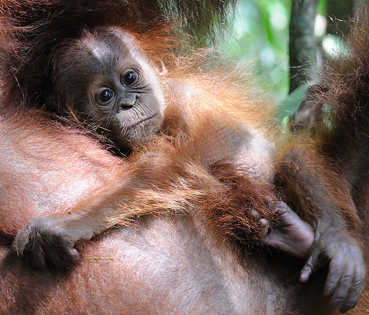 Беременность орангутанов длится чуть меньше девяти месяцев, после чего появляются один, реже два вот таких лесных младенца. Года три после этого отпрыски кормятся молоком матери, с которой живут до восьми лет. Во взрослом
              возрасте - это одиночные животные, не склонные к излишним проявлениям коллективизма.
            