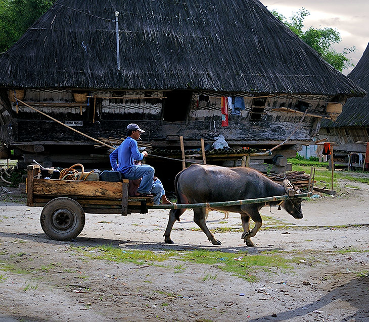 В деревнях изредка встречается флегматичный говяжий транспорт. Вот эта повозка выполняет роль передвижной авторемонтной
              мастерской и заправщика, словно в насмешку над обездвиженными машинами.
            