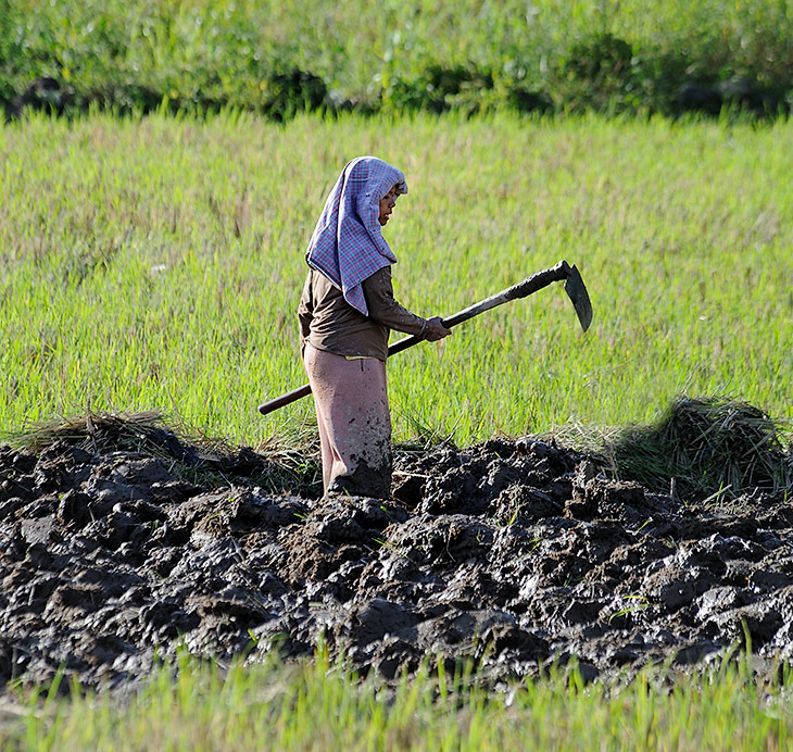 На плоских участках берега крестьяне окучивают немногочисленные рисовые поля. Огороды с более адаптированными к горной местности культурами штурмуют практически вертикальные горные склоны по периметру озера.
            