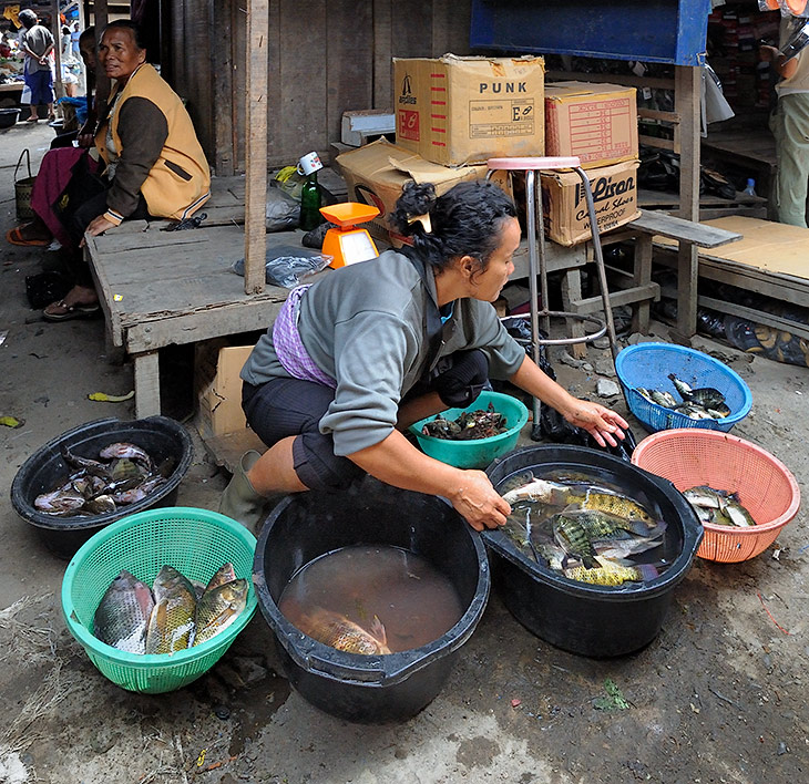 
              Есть и свежая рыба, как морская, так и пресноводная. Жаль, что обширный базарный ассортимент не подкреплен у индонезийцев столь же обширными кулинарными способностями. Изгадить могут абсолютно любой продукт. Хотя, в одной батакской
              деревне нам замечательно приготовили рыбину, но это скорее исключение, чем правило.
            