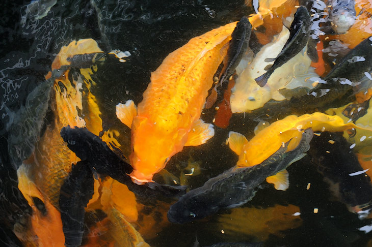 Сами рыбы веселенькой окраской больше напоминают декоративных карпов, нежели съедобные организмы.
            