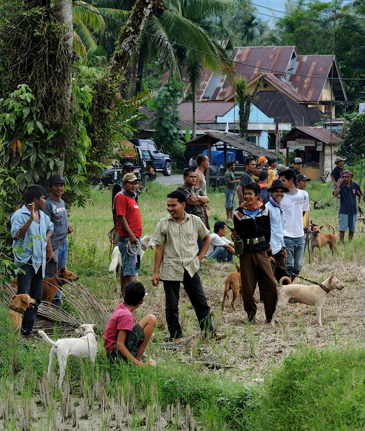 При том, что на соседней Суматре на диких кабанов организуют массовый промысел. Свиньи названы вредителями и врагами фермеров, посему множество охотников с собаками как на праздник съезжаются потусоваться на свинячью охоту.
            