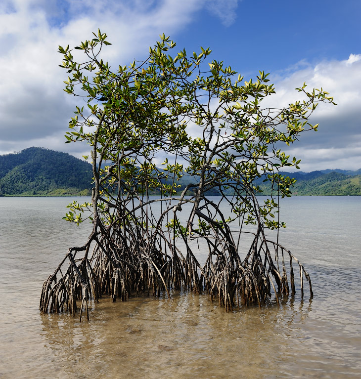 Приливная зона в устье впадающей рядом речки покрыта мангровыми зарослями. Растущие в морской воде мангры, фильтруют воду через
              толстые, приподнимающие растение над водой, корни, получая чистую воду в условиях непригодных для жизни сухопутной флоры.
              Поворачивающиеся торцом к палящему солнцу листья уменьшают испарение драгоценной пресной воды со своей поверхности.
            
