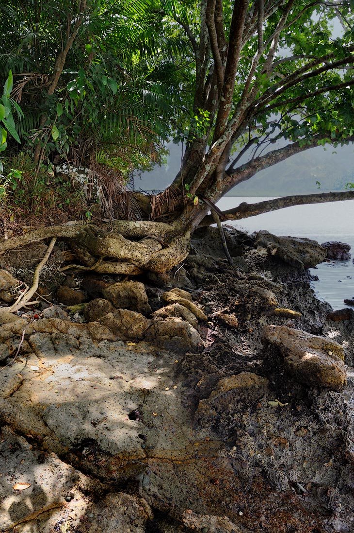 Вот как раз берег одного из необитаемых островков в окрестностях Чубадака. Скалы уходят в воду, образуя коралловый лабиринт со скоплением пестрых рыб и колышащихся щупалец хищных актиний.
            