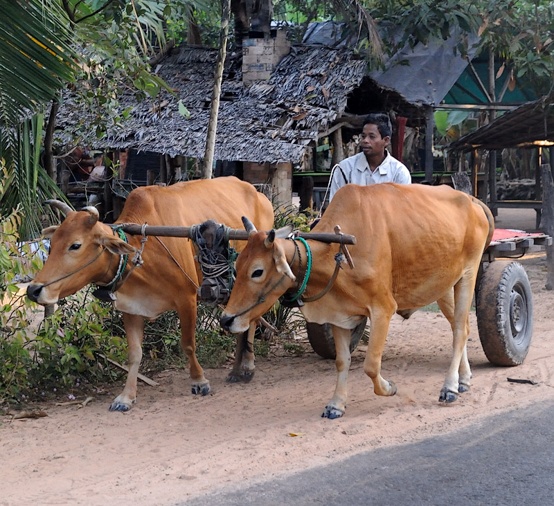 Флегматичные коровы также используются в качестве транспорта.