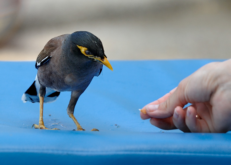 Наглые птицы топчутся по головам и зычными голосами попрошайничают еду.