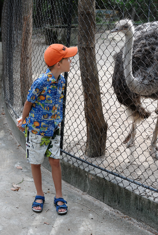 На Пхукете есть зоопарк, если кому не жалко смотреть на животных за решеткой.