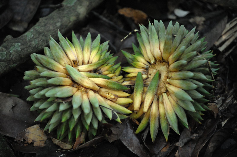 Отдельные представители флоры также являются издевательством над здравым смыслом. Вот эти растения-паразиты внешне, больше всего, похожи на притулившиеся к корням деревьев большие гроздья бананов.