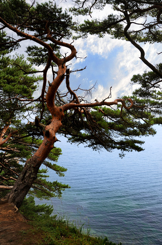 Усеянные причудливыми скалами и изрытые гротами берега полуострова поросли разновидностью Pinus densiflora по-русски ласково именуемой «могильной сосной».