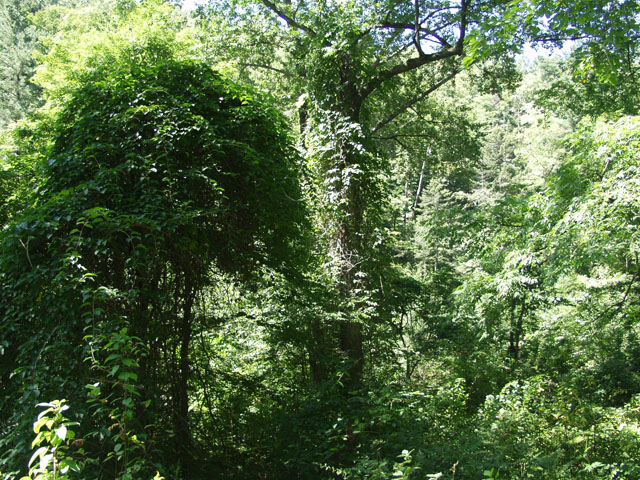 Верхний ярус леса душевно переплетен лианами.
            